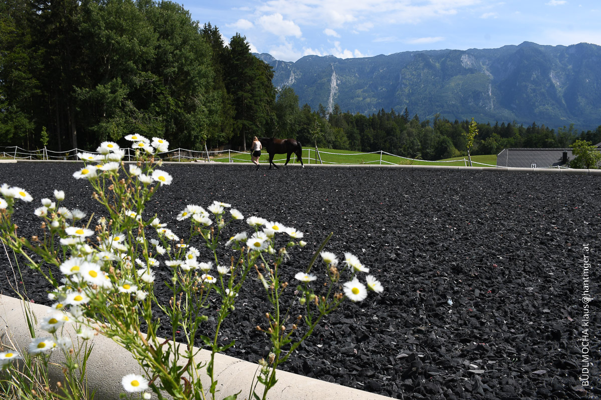 Kuglstatter Pferdehof Aussiehof Walserberg Salzburg